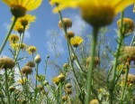Yellow flowers