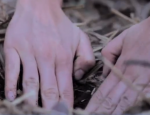Hands planting seed